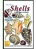 Skjell og konkylier - Shells