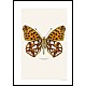 Slvkpe, Issoria lathonia, underside
