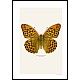 Keiserkpe, Argynnis paphia