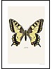 Svalestjert, Papilio machaon