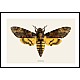 Ddningehodesvermer, Acherontia atropos