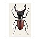 Eikehjort, Lucanus cervus, hann