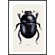 Skogtordivel, Anoplotrupes stercorosus