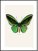 Ornithoptera priamus, grnn