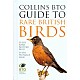 Collins BTO Guide to Rare British Birds