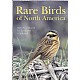 Rare Birds of North America