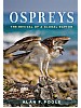 Ospreys