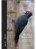 The Black Woodpecker