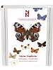 Fjrilar: Dagfjrilar, Hesperiidae - Nymphalidae