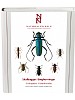 Skalbaggar: Långhorningar. Coleoptera -Cerambycidae