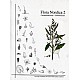 Flora Nordica vol.2.